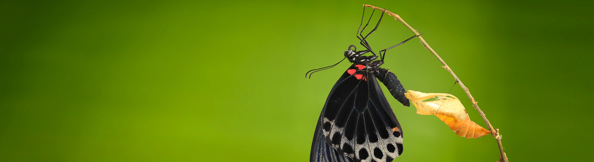 Photo d'un papillon sortant de sa chrysalide pour finir sa métamorphose